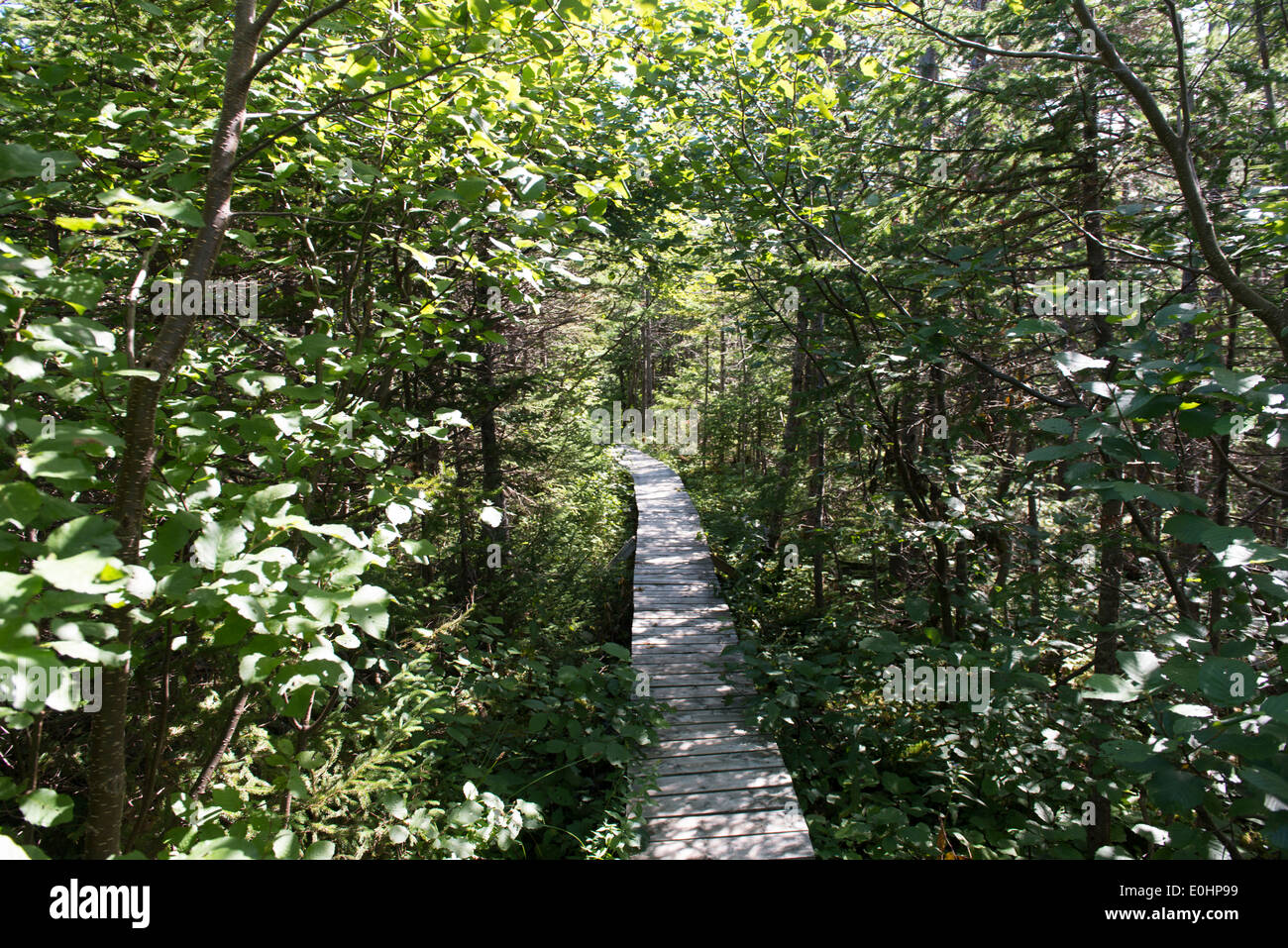 James W. Humber Sentiero escursionistico, Norris punto, Parco Nazionale Gros Morne, Terranova e Labrador, Canada Foto Stock