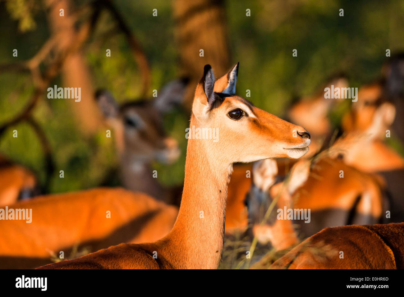 Close up di una femmina di Impala (Aepyceros melampus). Fotografato in Tanzania Foto Stock