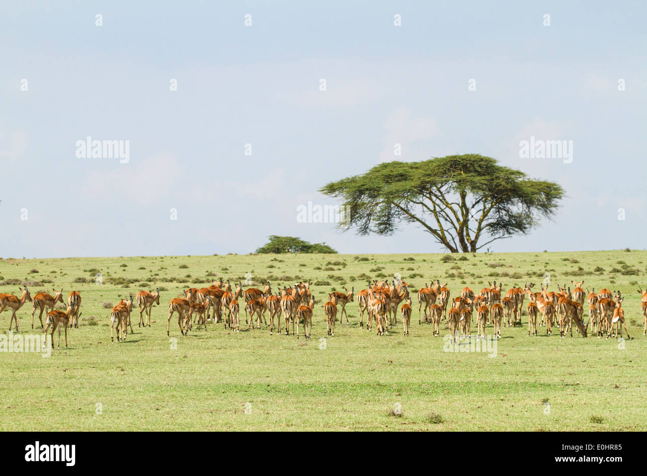 Un sentito parlare di Impala (Aepyceros melampus). Fotografato in Tanzania Foto Stock