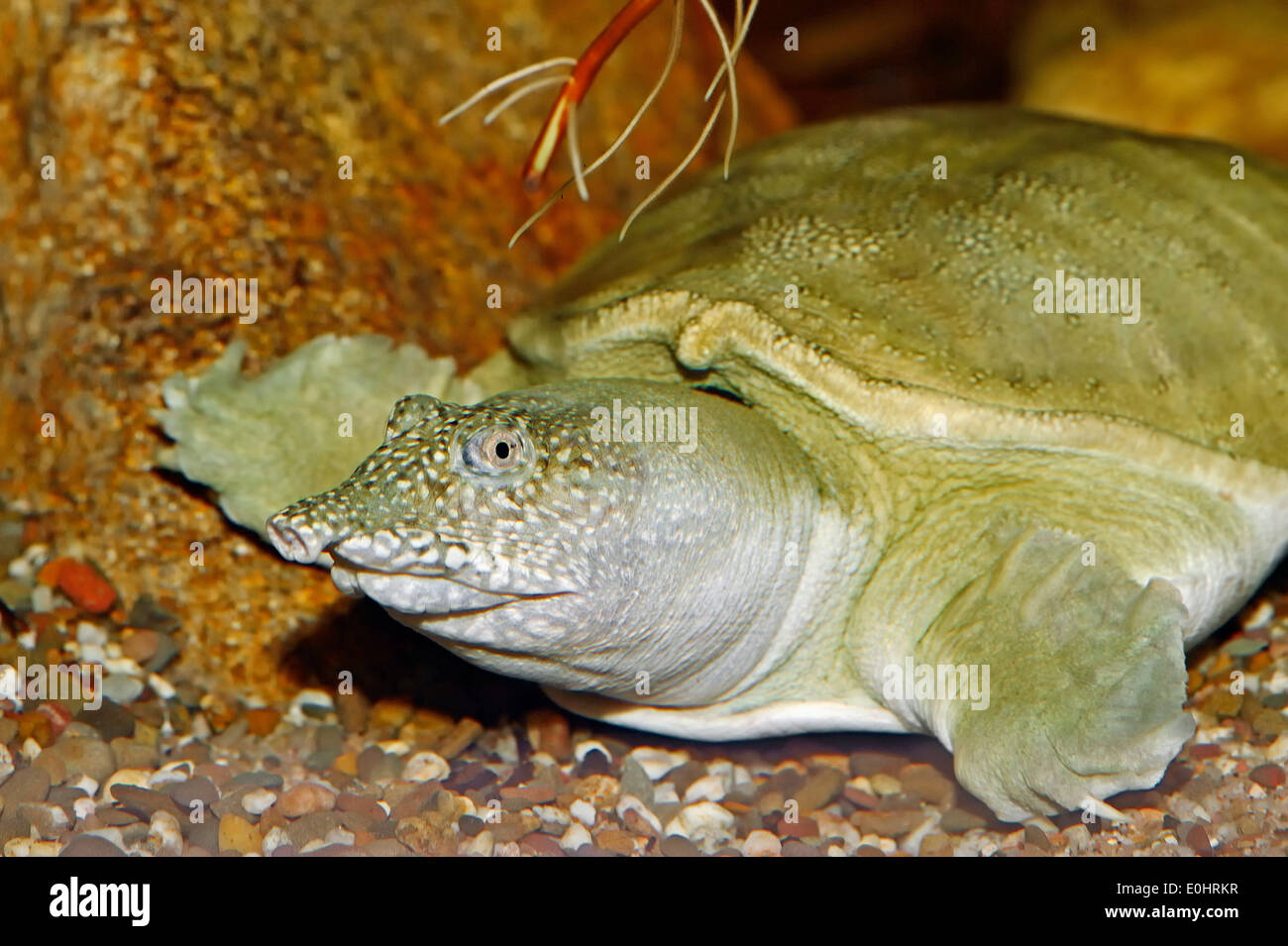 Chinese Softshell Turtle, Cinese guscio morbido tartaruga (Trionyx sinensis) Foto Stock