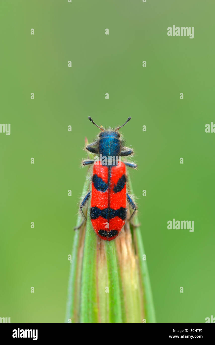 Alveare Beetle, a scacchi scarabeo o Bee Beetle (Trichodes alvearius), Provenza, Francia meridionale Foto Stock