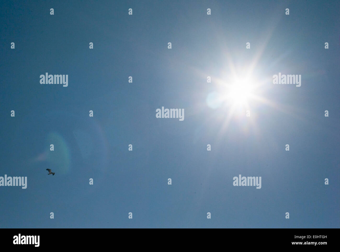 Uccello che vola in cielo contro il sole splendente, Hecla mola Parco Provinciale, Manitoba, Canada Foto Stock