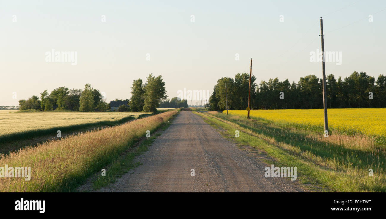 Strada sterrata che passa attraverso un campo della prateria, Manitoba, Canada Foto Stock