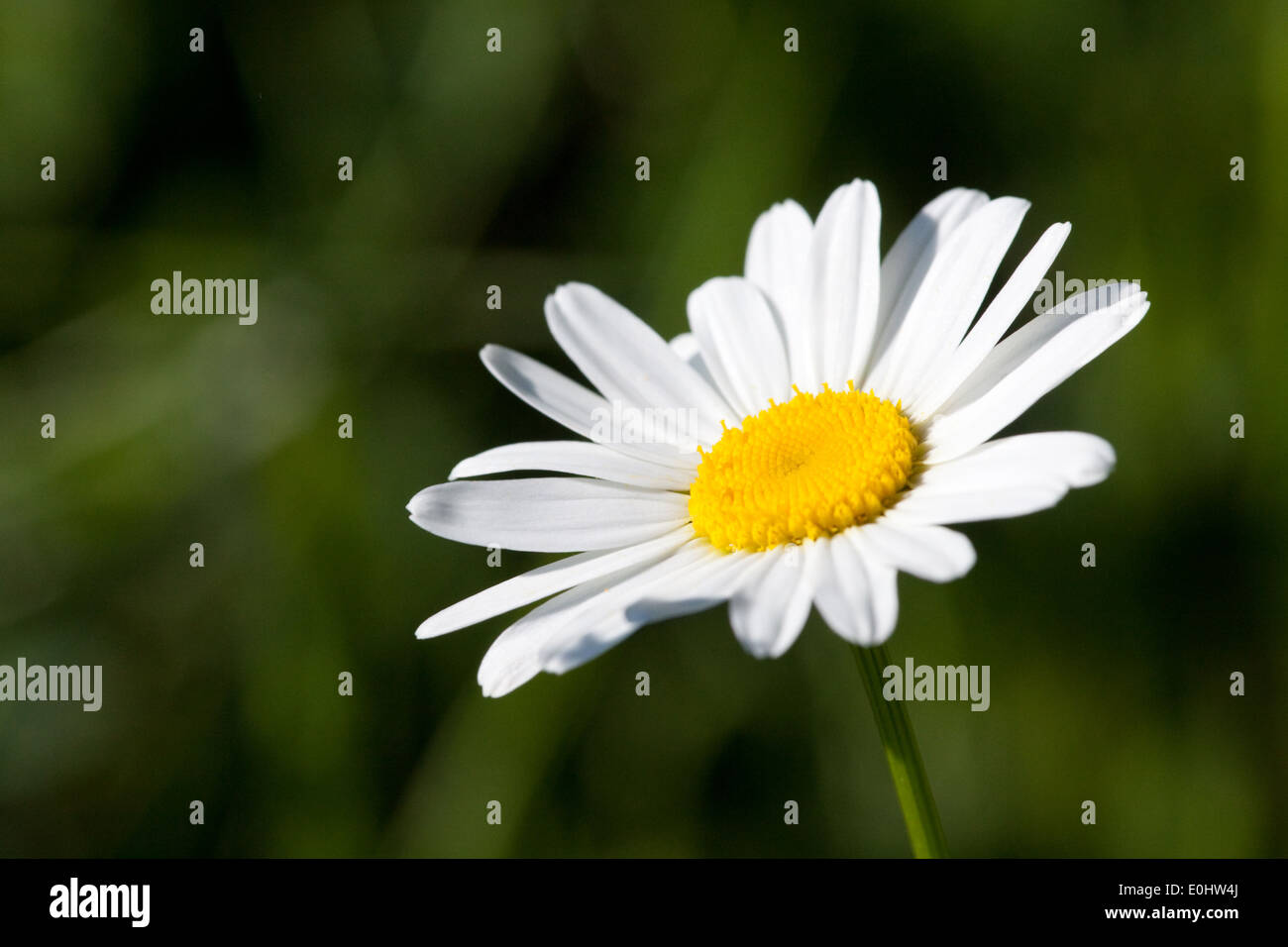 Margerite - Bianco oxeye daisy Foto Stock