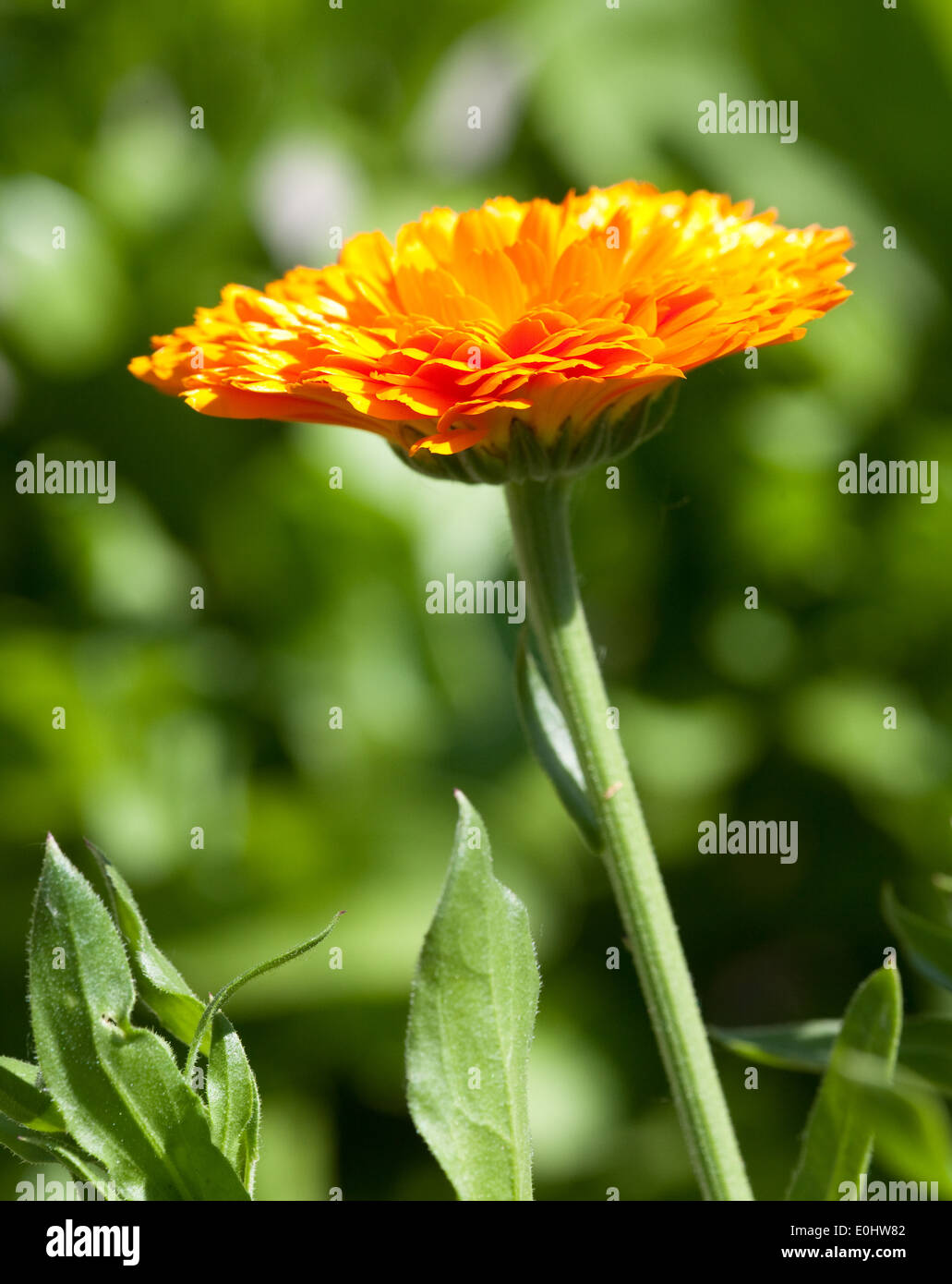 Gemeine Ringelblume, DIE GARTEN TULLN 2009 - Giardino Calendula Foto Stock