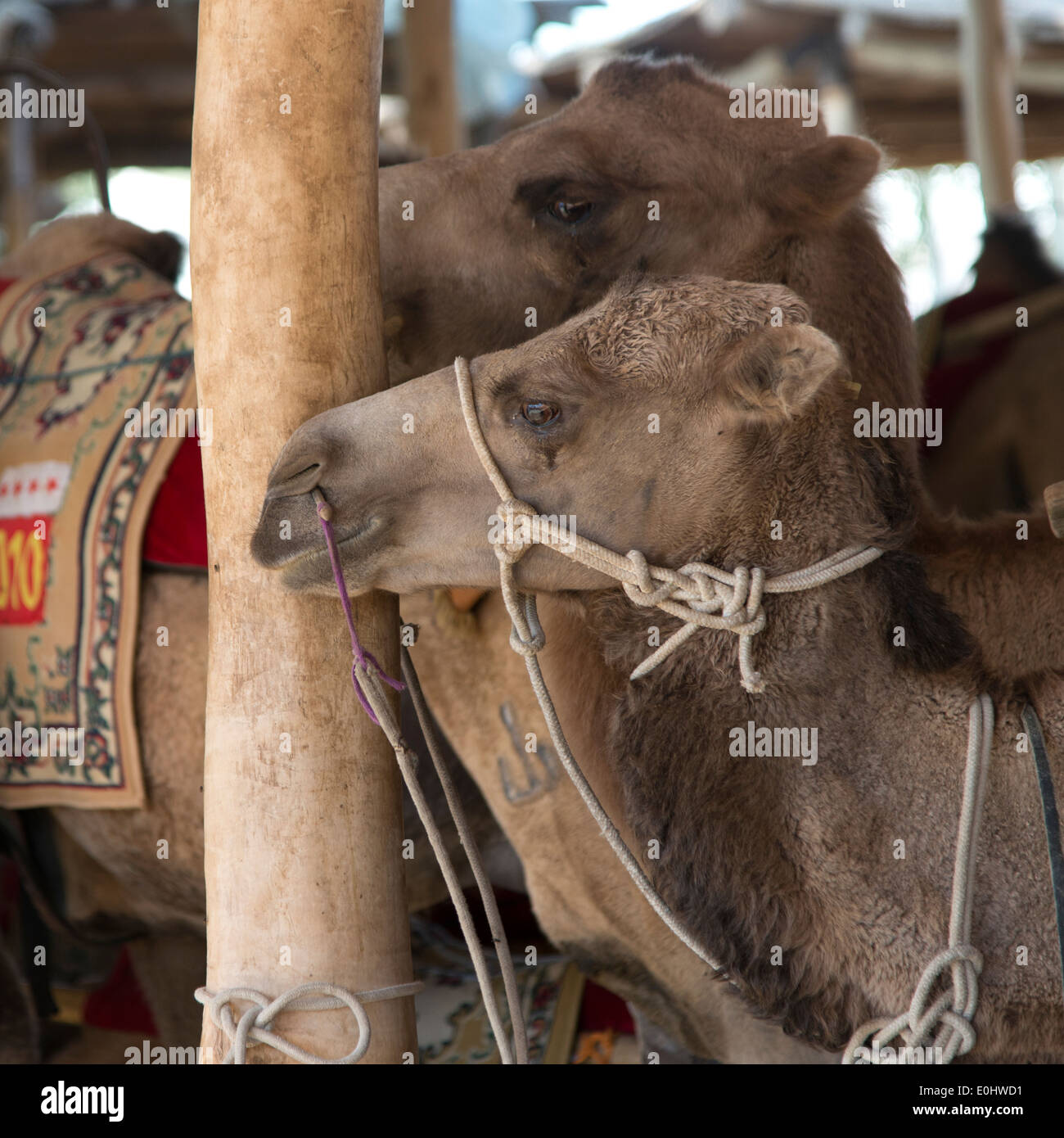 Close-up di cammelli, Dunhuang, Jiuquan, provincia di Gansu, Cina Foto Stock