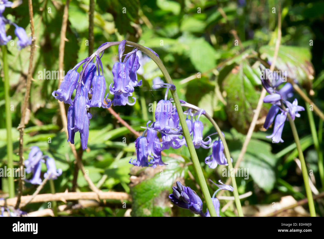 Campanule Foto Stock