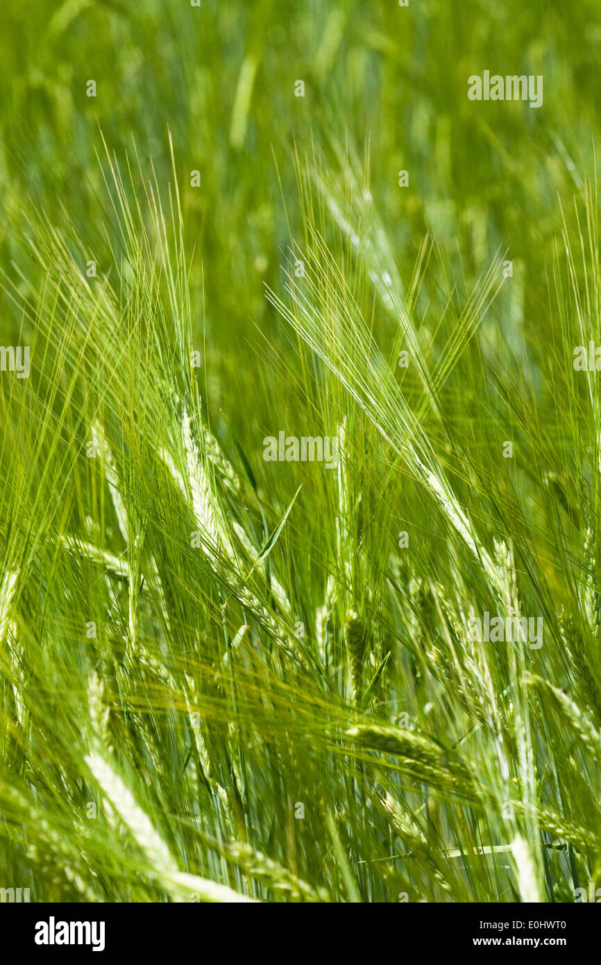 Sommergerste, (Hordeum), DIE GARTEN TULLN 2009 - orzo (Hordeum) Foto Stock