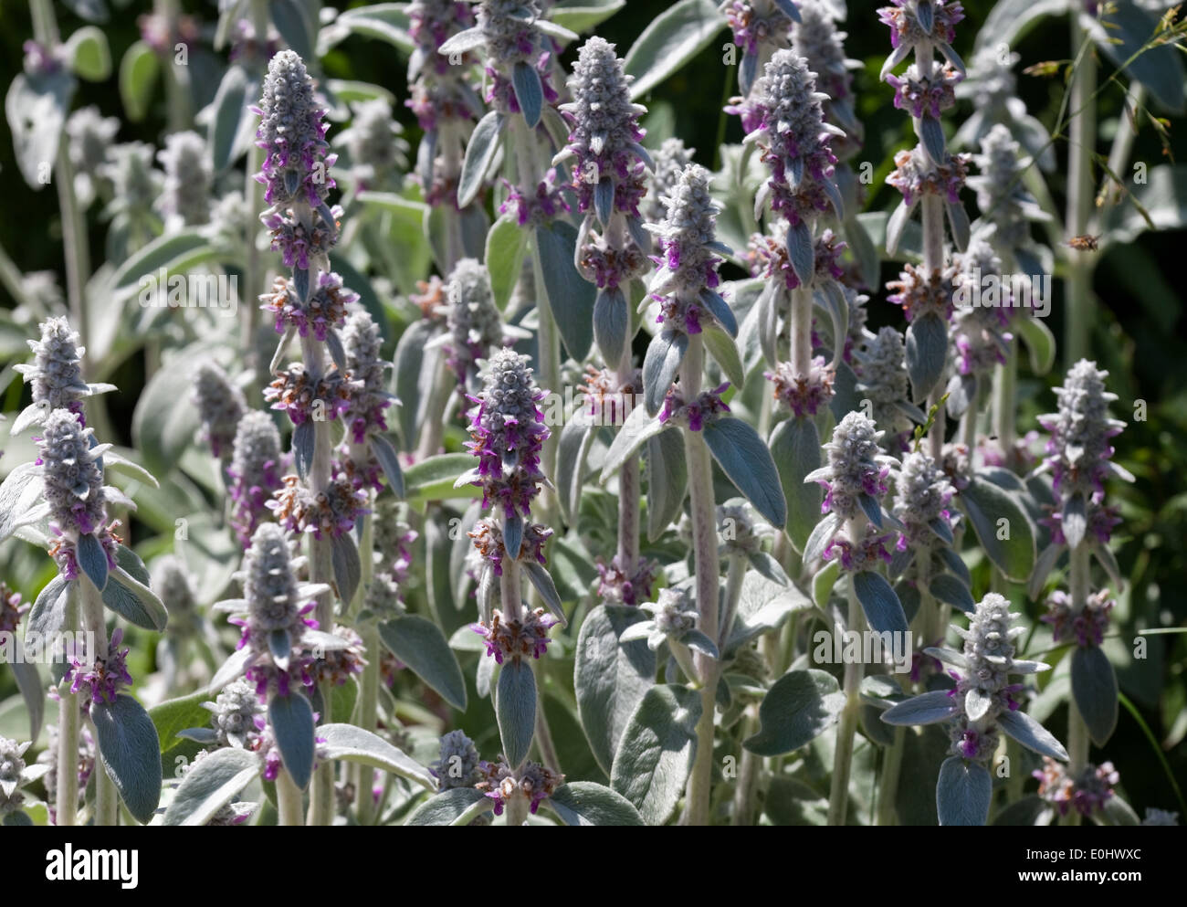 Woll-Ziest, tappeto color argento, (Stachys byzantina), DIE GARTEN TULLN 2009 - Stachys, tappeto color argento, (Stachys byzantina) Foto Stock