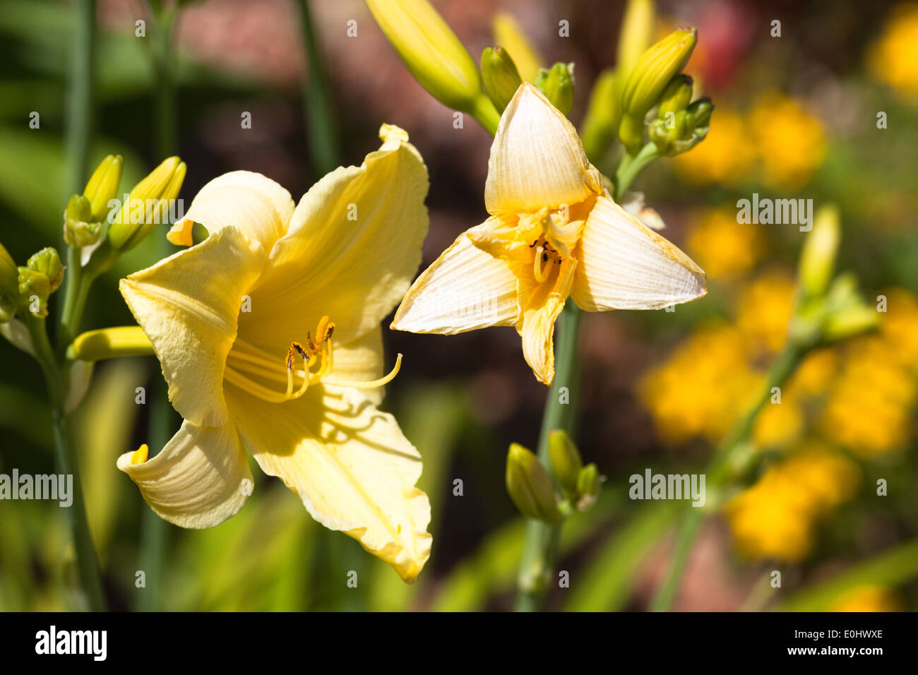 Taglilie, (Hemerocallis), DIE GARTEN TULLN 2009 - Daylily, (Hemerocallis) Foto Stock