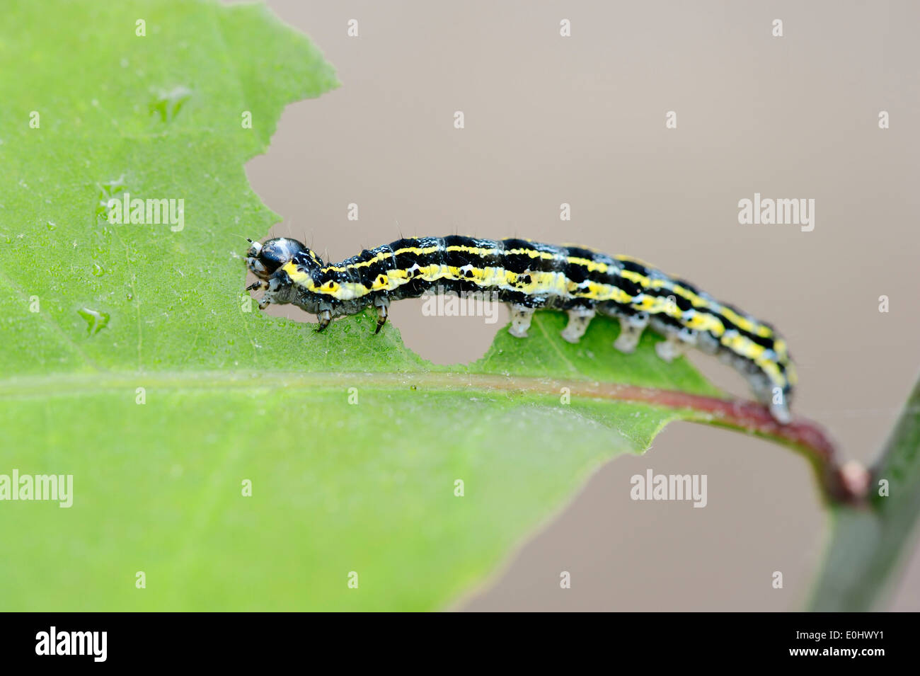 Blossom Underwing (Orthosia miniosa), Caterpillar, Paesi Bassi Foto Stock