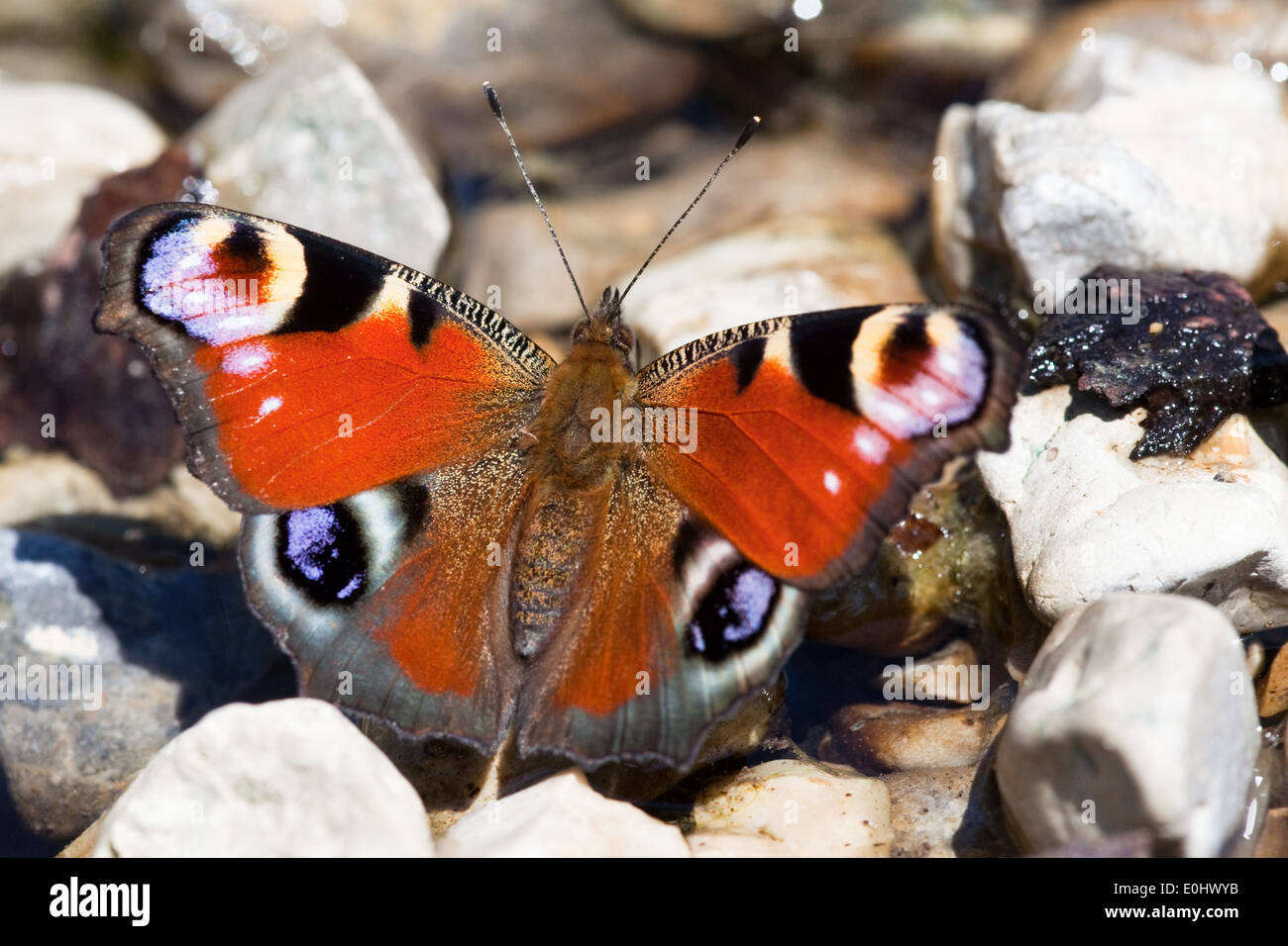 Tagpfauenauge (Inachis io) - europeo farfalla pavone (Inachis io) Foto Stock