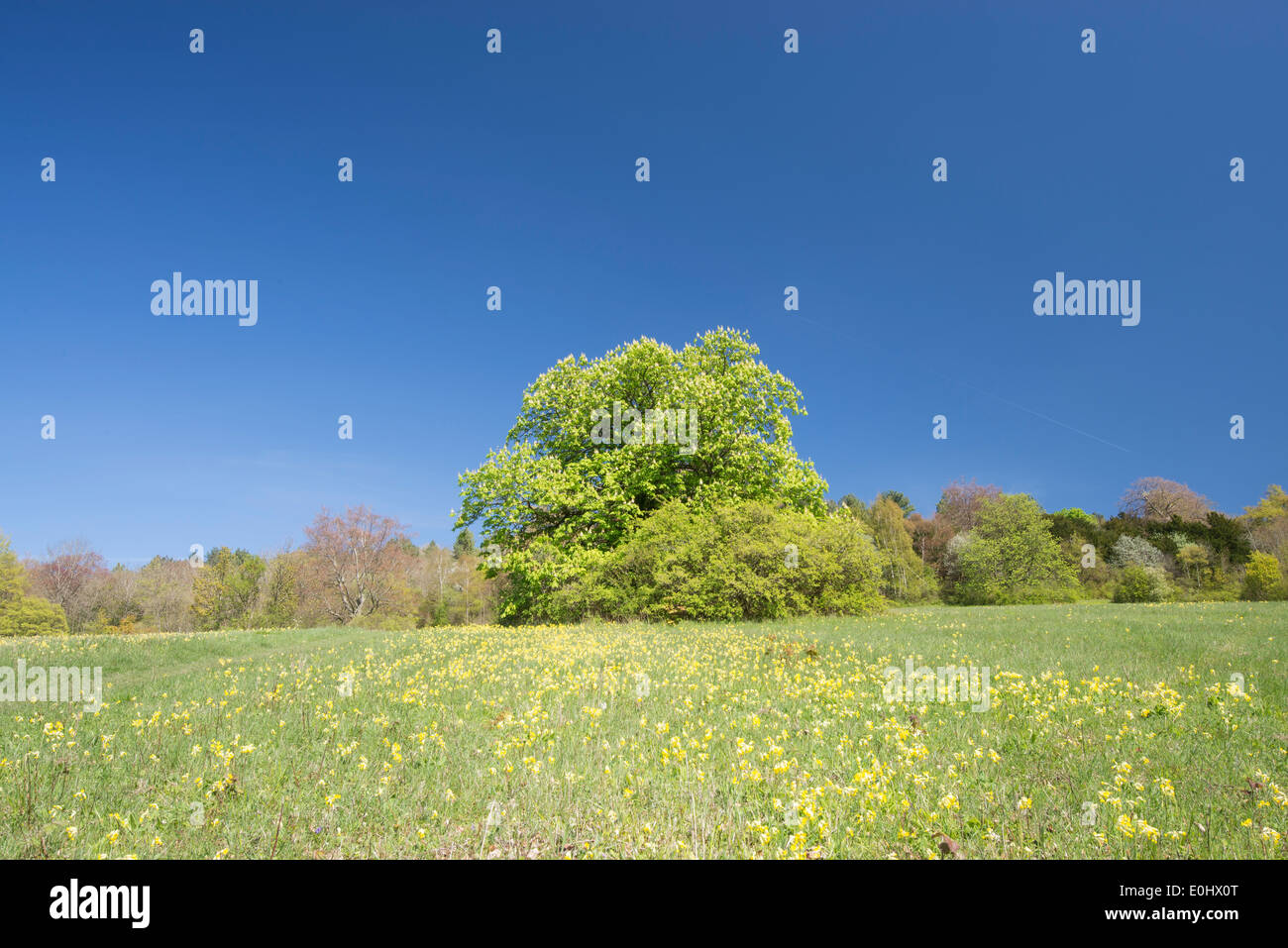 Albero di castagno Foto Stock