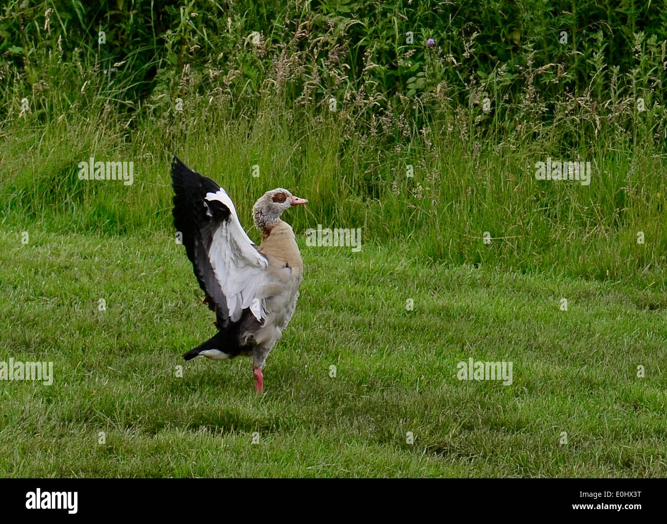 Oca egiziana visto a Chew Valley laghi nel Somerset, normalmente visto in Norfolk Broads. Trascorre il tempo di alimentazione e un arrotondamento dell'le anatre bastarde collegati a. Foto Stock