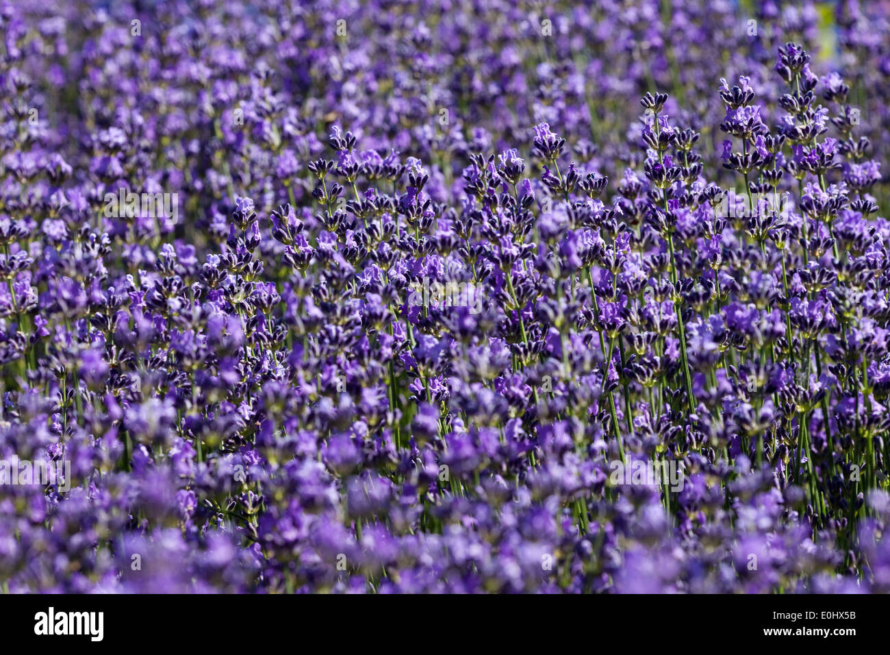 Lavendel Bluehender, DIE GARTEN TULLN 2009 - lavanda in fiore Foto Stock
