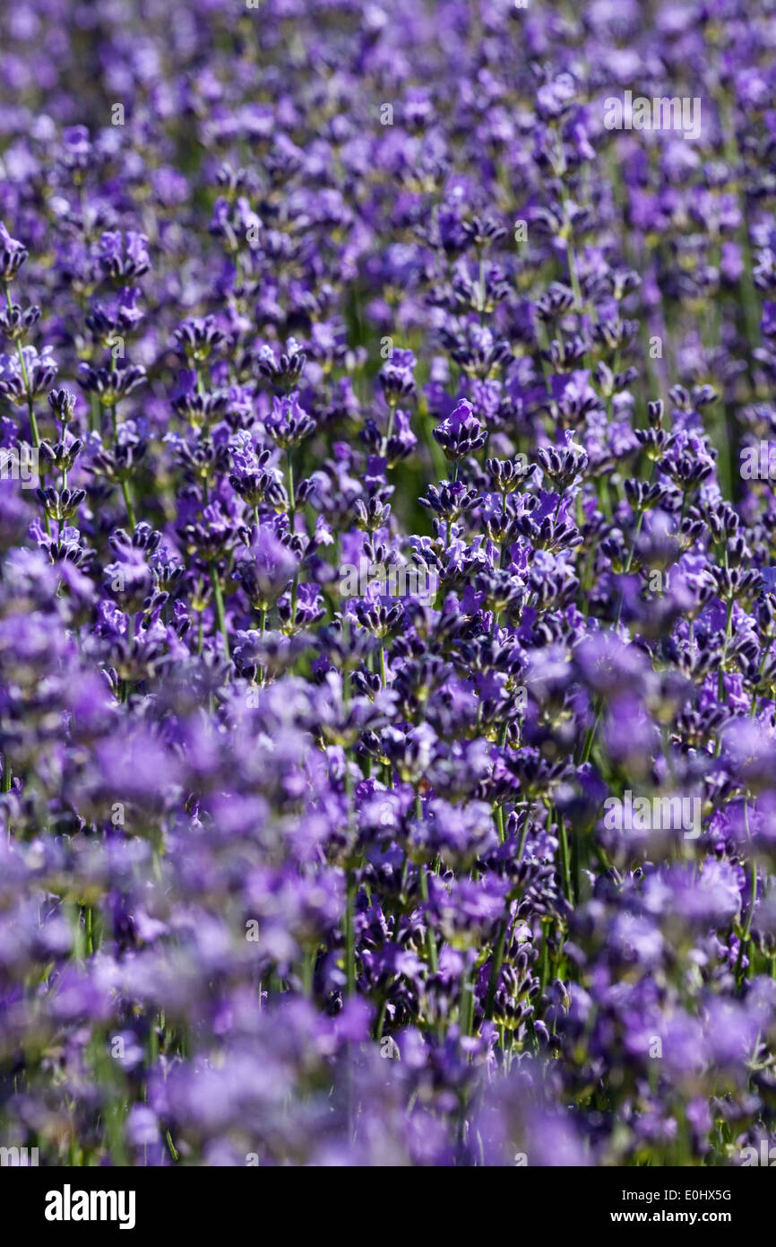 Lavendel Bluehender, DIE GARTEN TULLN 2009 - lavanda in fiore Foto Stock