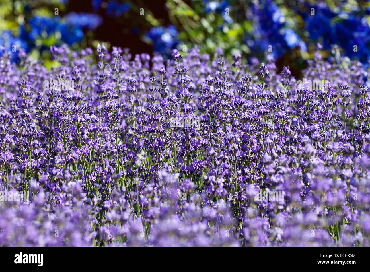 Lavendel Bluehender, DIE GARTEN TULLN 2009 - lavanda in fiore Foto Stock