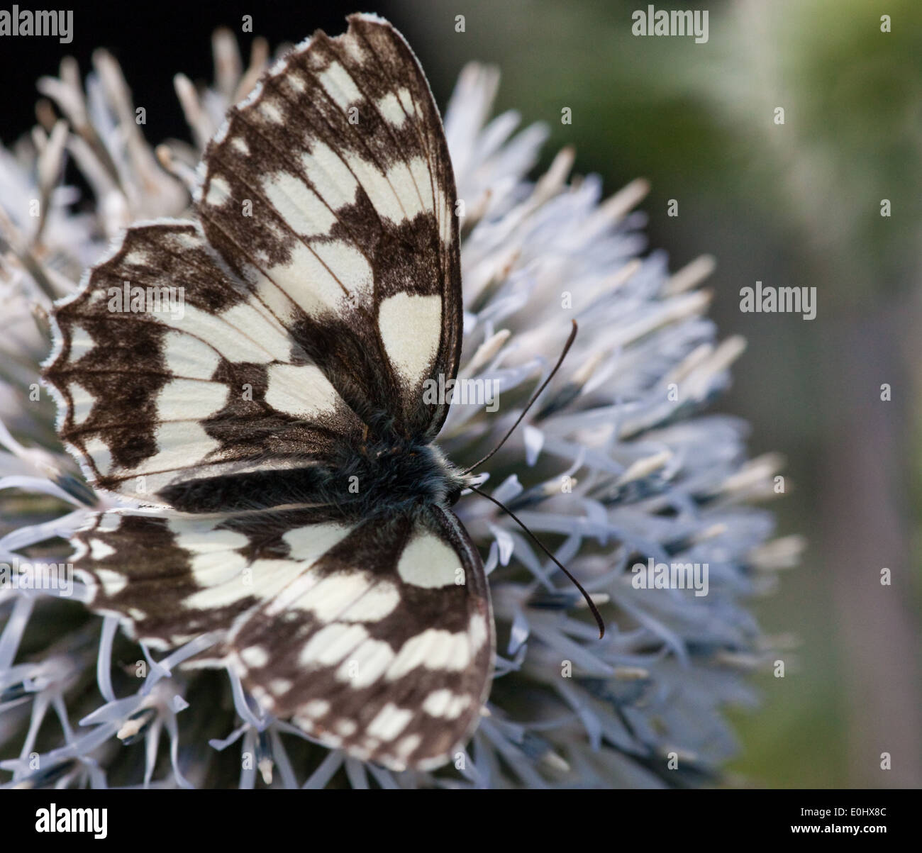 Schachbrett(Melanargia galathea), Blaudistel (eryngium alpinum) - in marmo bianco (Melanargia galathea), mare alpino Holly Foto Stock