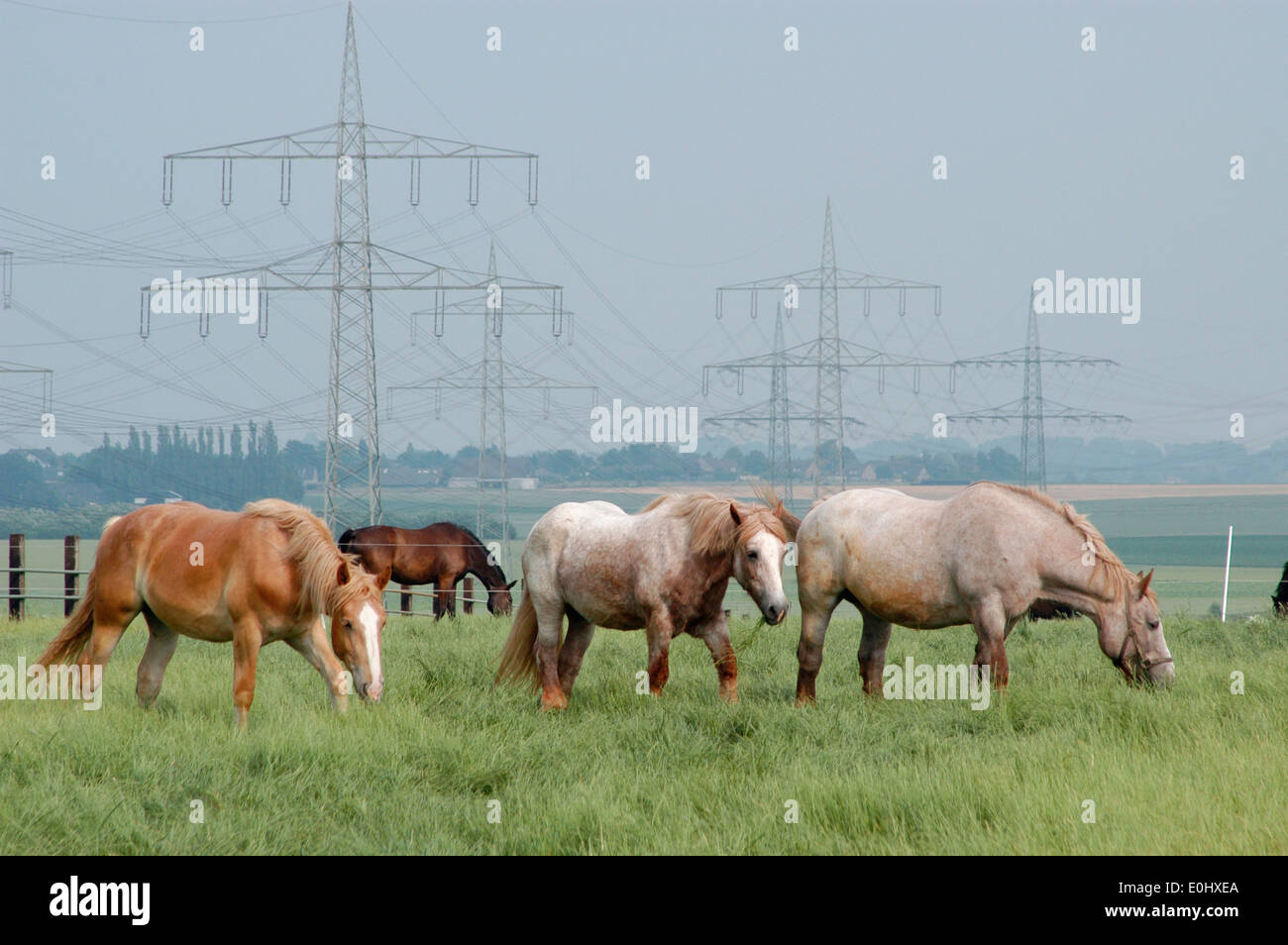 Germania, nei pressi di Colonia, linee di alimentazione, cavalli, Deutschland, nahe Köln, Hochspannungsleitungen, Pferde Foto Stock