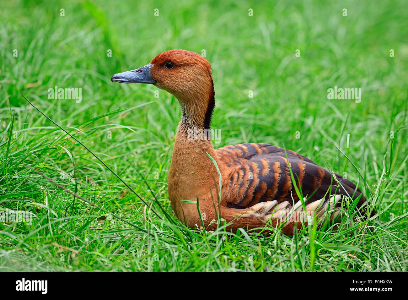 Sibilo Fulvous anatra (Dendrocygna bicolor) Foto Stock