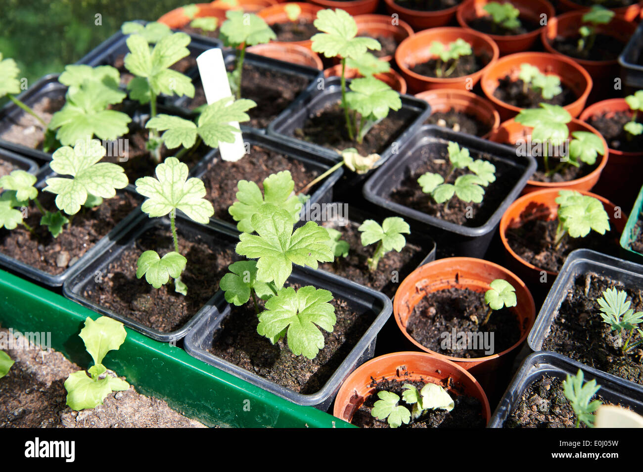 Varie piantine che crescono in vasi per piante in serra Foto Stock
