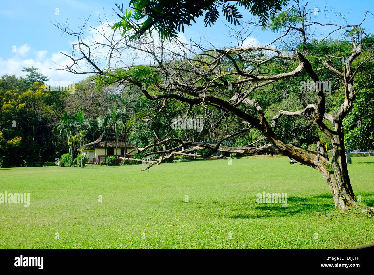 Aprire lo spazio erboso a purwodadi giardini botanici vicino a malang east java indonesia Foto Stock