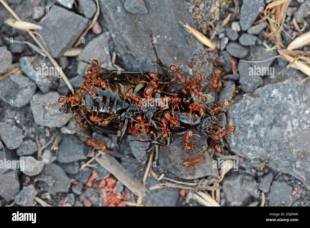 Comune Rosso a gomito Ant (Myrmica scabrinodis) alimentazione sui morti beetle, Renania settentrionale-Vestfalia, Germania Foto Stock