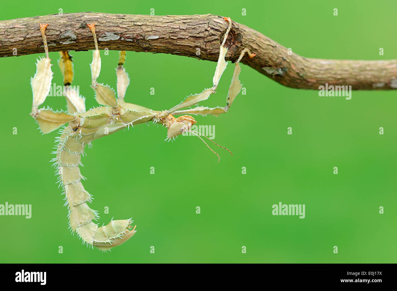 Australian Bastone, Maclaey di spettro, Spiney Stick insetto o gigante Stick coccolone insetto (Extatosoma tiaratum), femmina Foto Stock