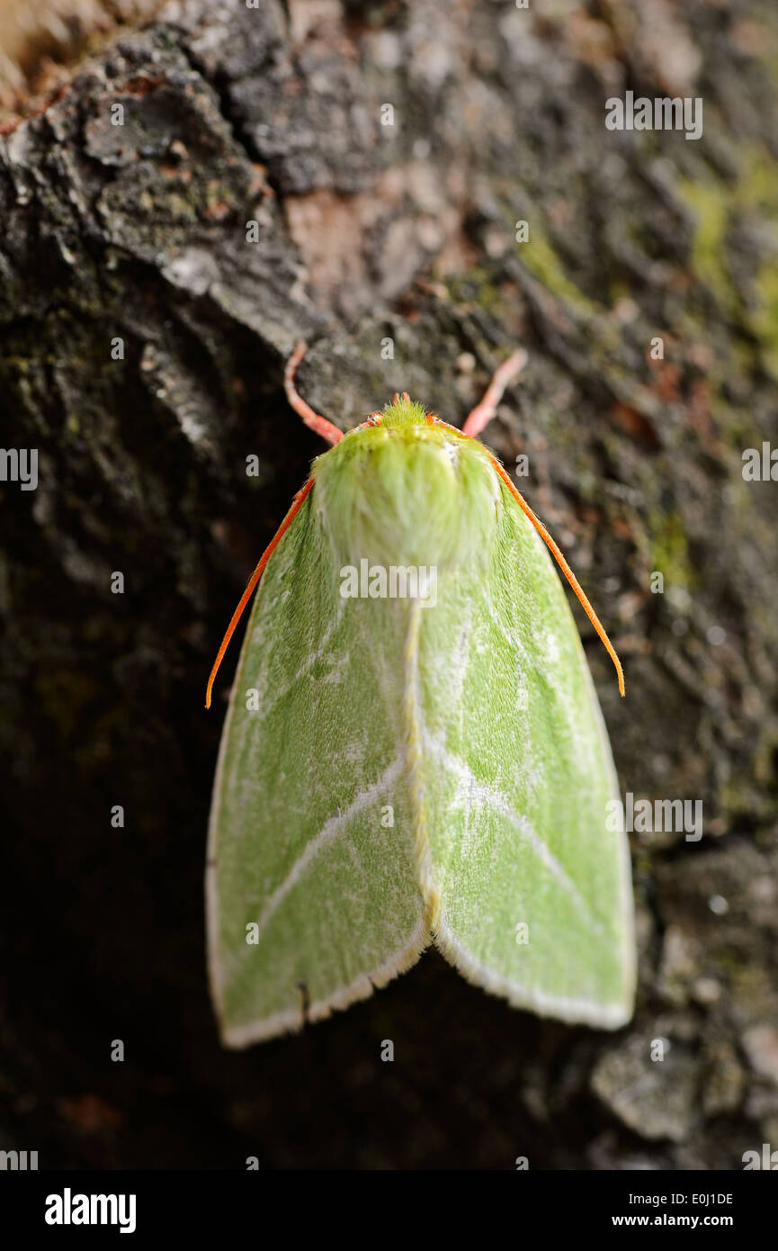 Argento Verde-linee (Pseudoips prasinana), Nord Reno-Westfalia, Germania Foto Stock