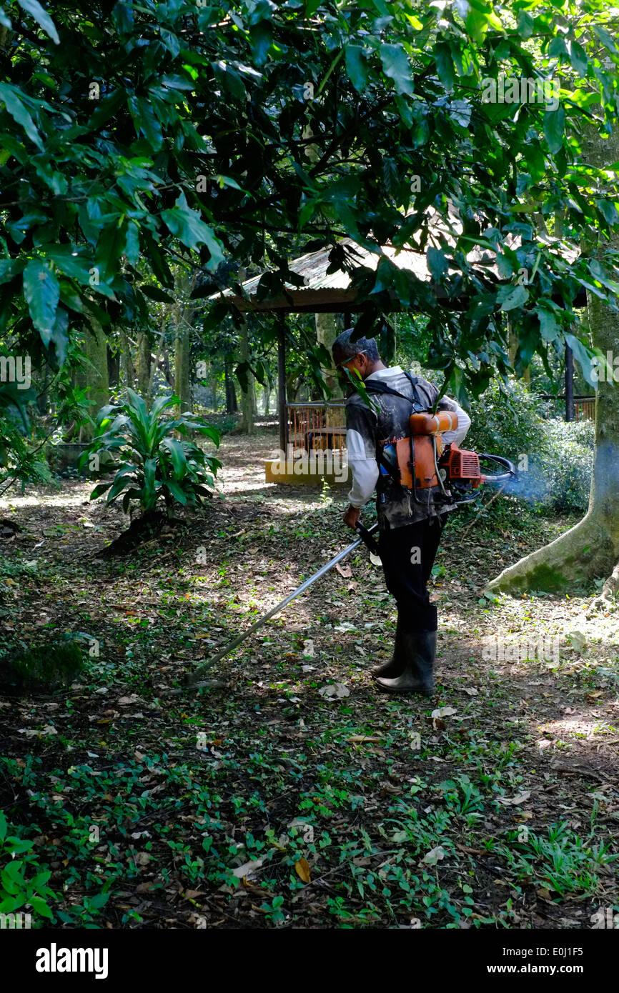 Forestazione utilizzando una potenza utensile a fresare al purwodadi giardini botanici vicino a malang east java indonesia Foto Stock