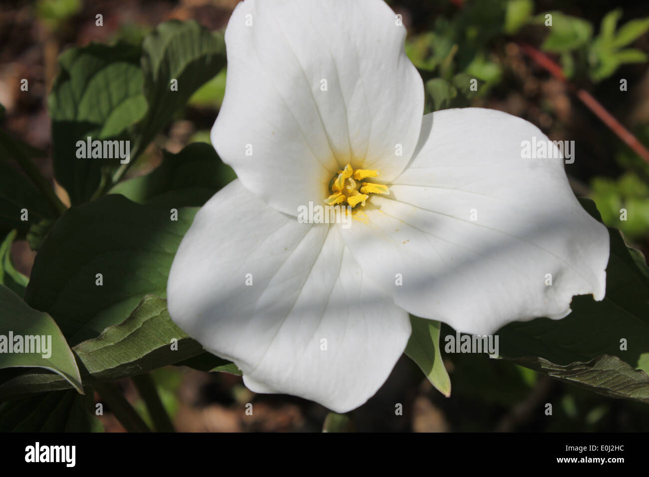 Questo è un fiore di primavera è chiamato un trillium Foto Stock