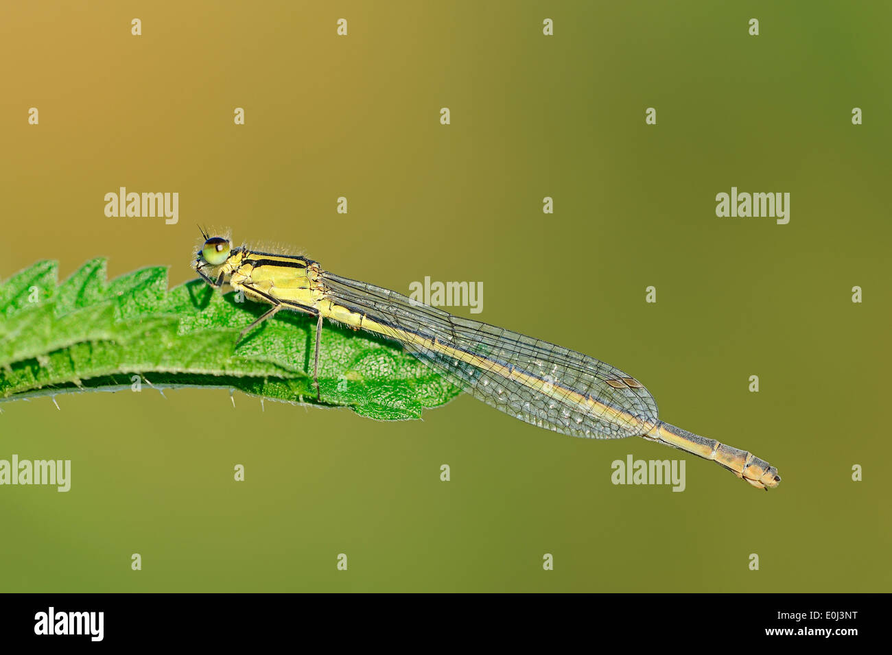 Blu-tailed Damselfly, Ischnura Comune o Comune (Bluetail Ischnura elegans), femmina, Renania settentrionale-Vestfalia, Germania Foto Stock