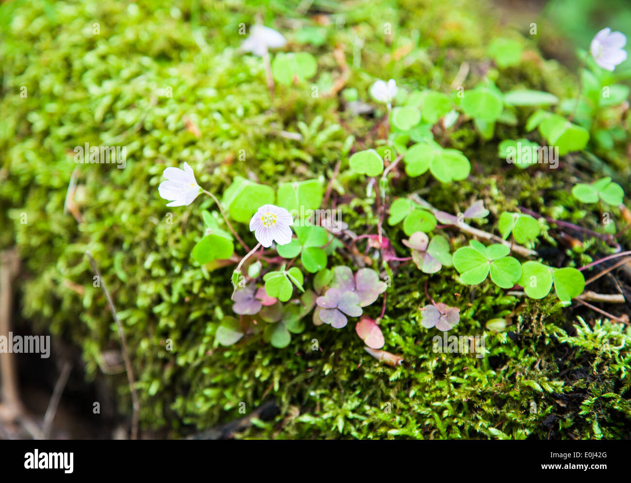 Pappagallo di Drumble Riserva Naturale Talke Box Stoke on Trent Staffordshire England Regno Unito Foto Stock