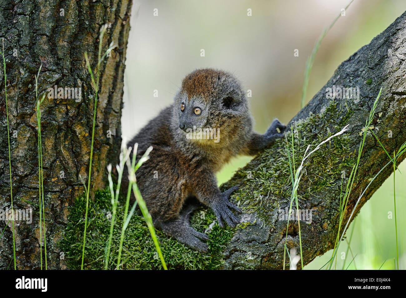 Alaotran lemure dolce o Lac Alaotra Bamboo Lemur (Hapalemur alaotrensis, Hapalemur griseus alaotrensis), capretti Foto Stock