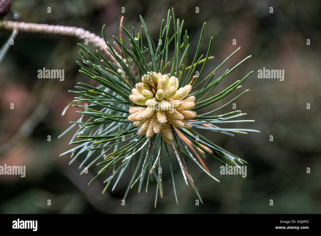 Coni maschili e foglia di riva o spiaggia di pino, Pinus contorta Foto Stock