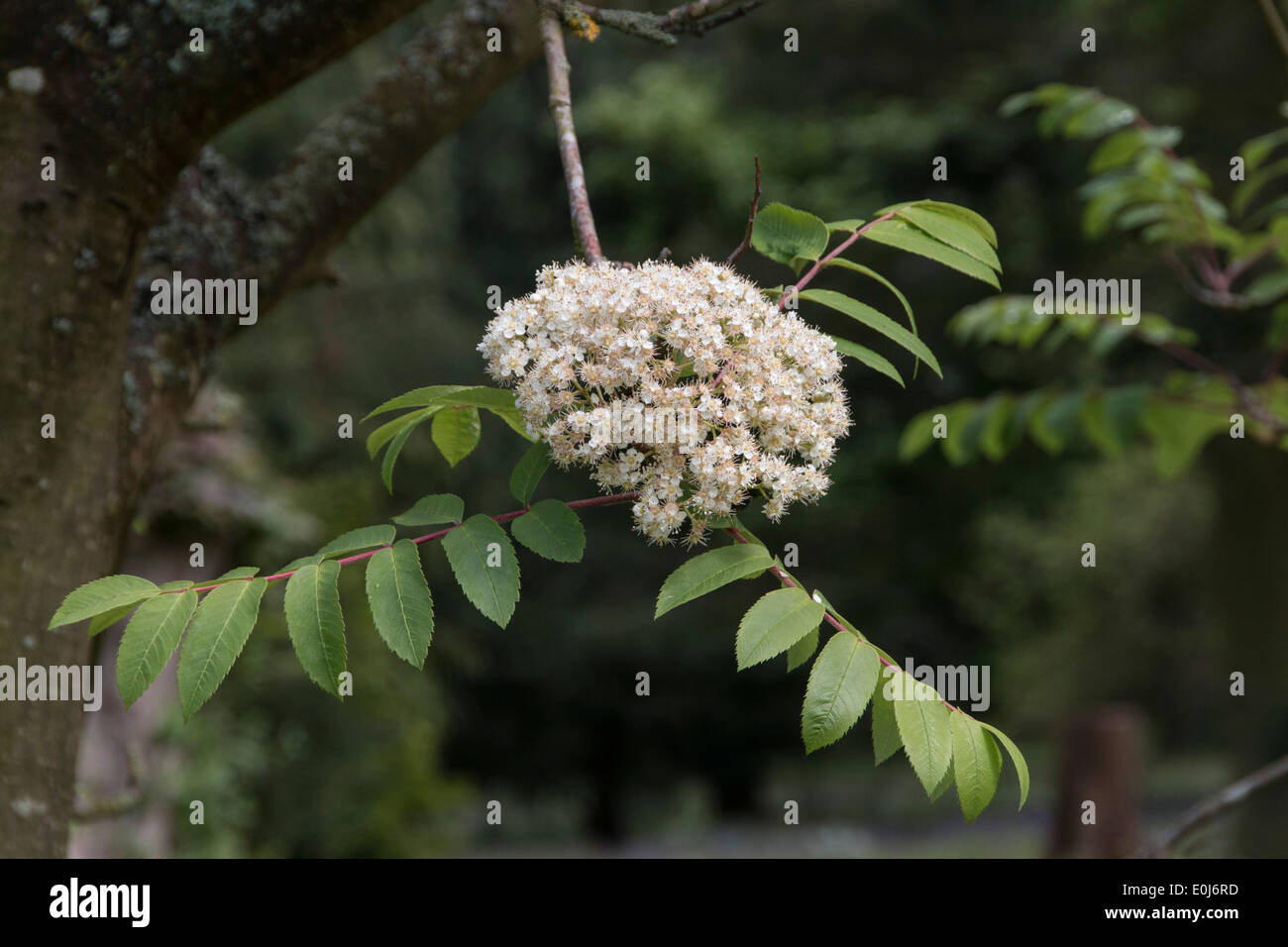 Rowan o cenere di montagna di foglie e fiori Foto Stock