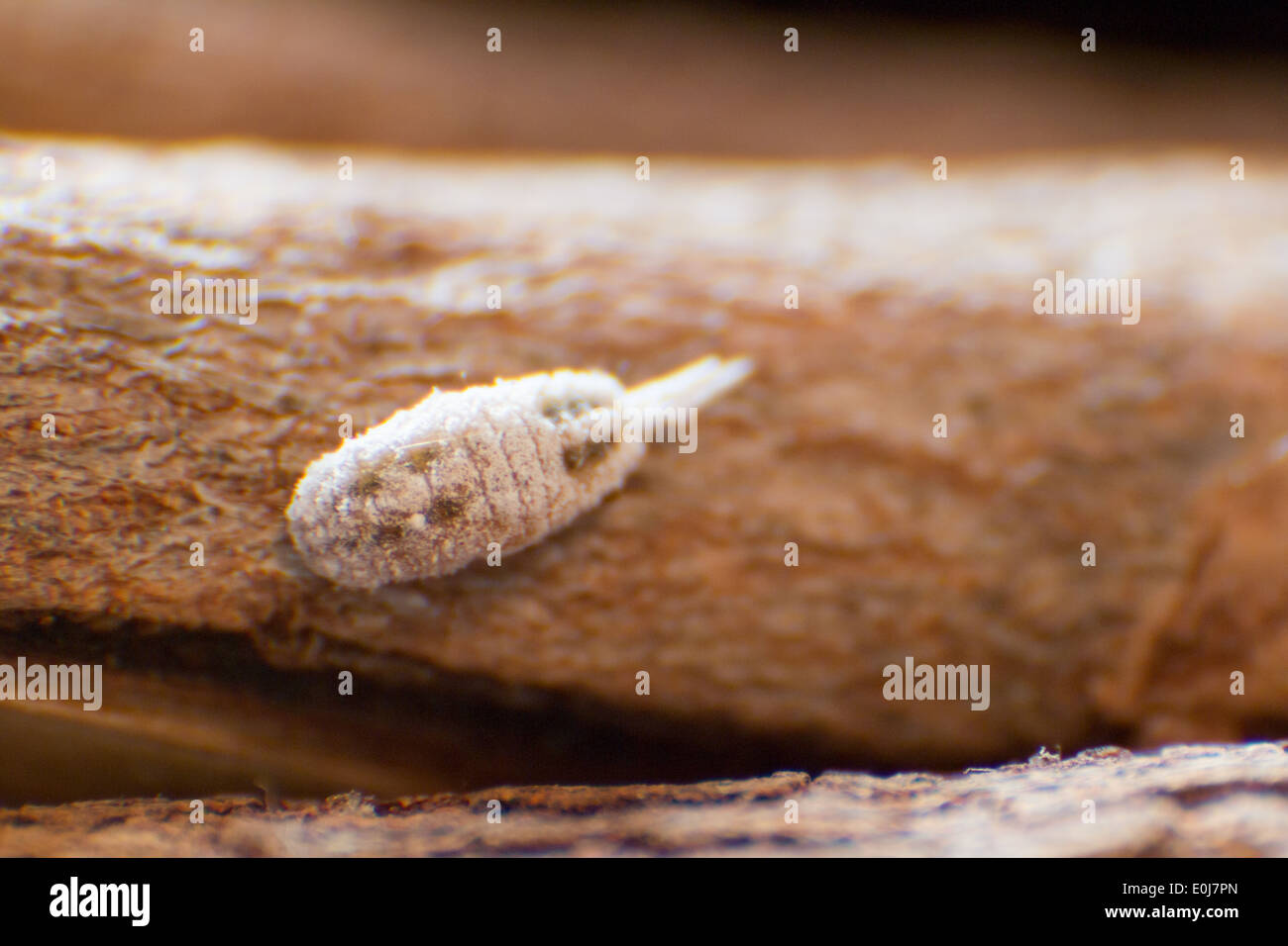 Farinoso bug su legno. Jalisco, Messico Foto Stock