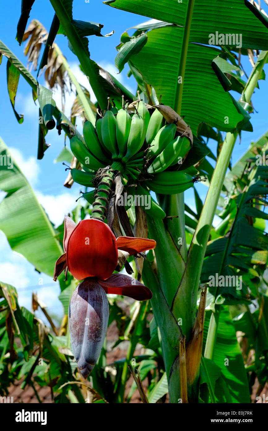 Piante di banana con banane e infiorescenza crescente contro un profondo cielo blu in un villaggio rurale in Giava Est Indonesia Foto Stock