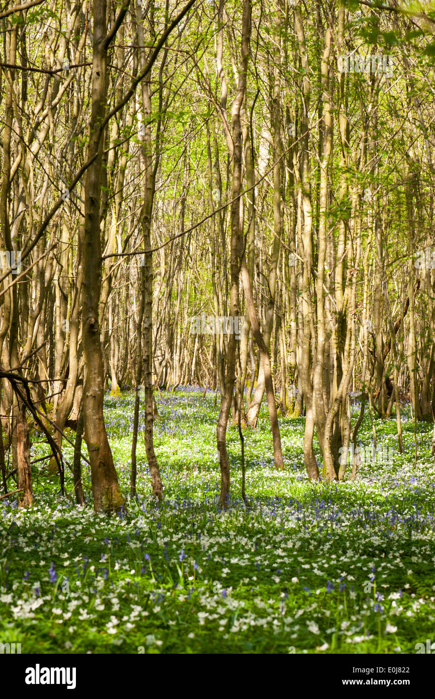 A sud-est dell' Inghilterra , Kent , boschi , la molla alberi fiori , flora , Foresta scena bluebells wild wood anemonies nemorosa , Foto Stock
