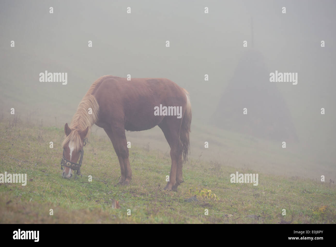 Cavallo rosso sul prato verde Foto Stock