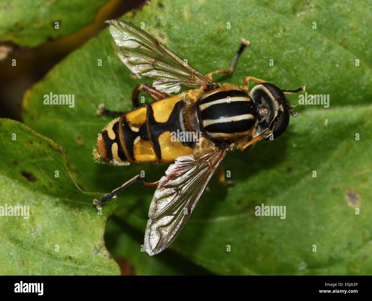 Close-up di un il Helophilus pendulus hoverfly (nome significa: 'dangling sun amante') in posa su una foglia Foto Stock