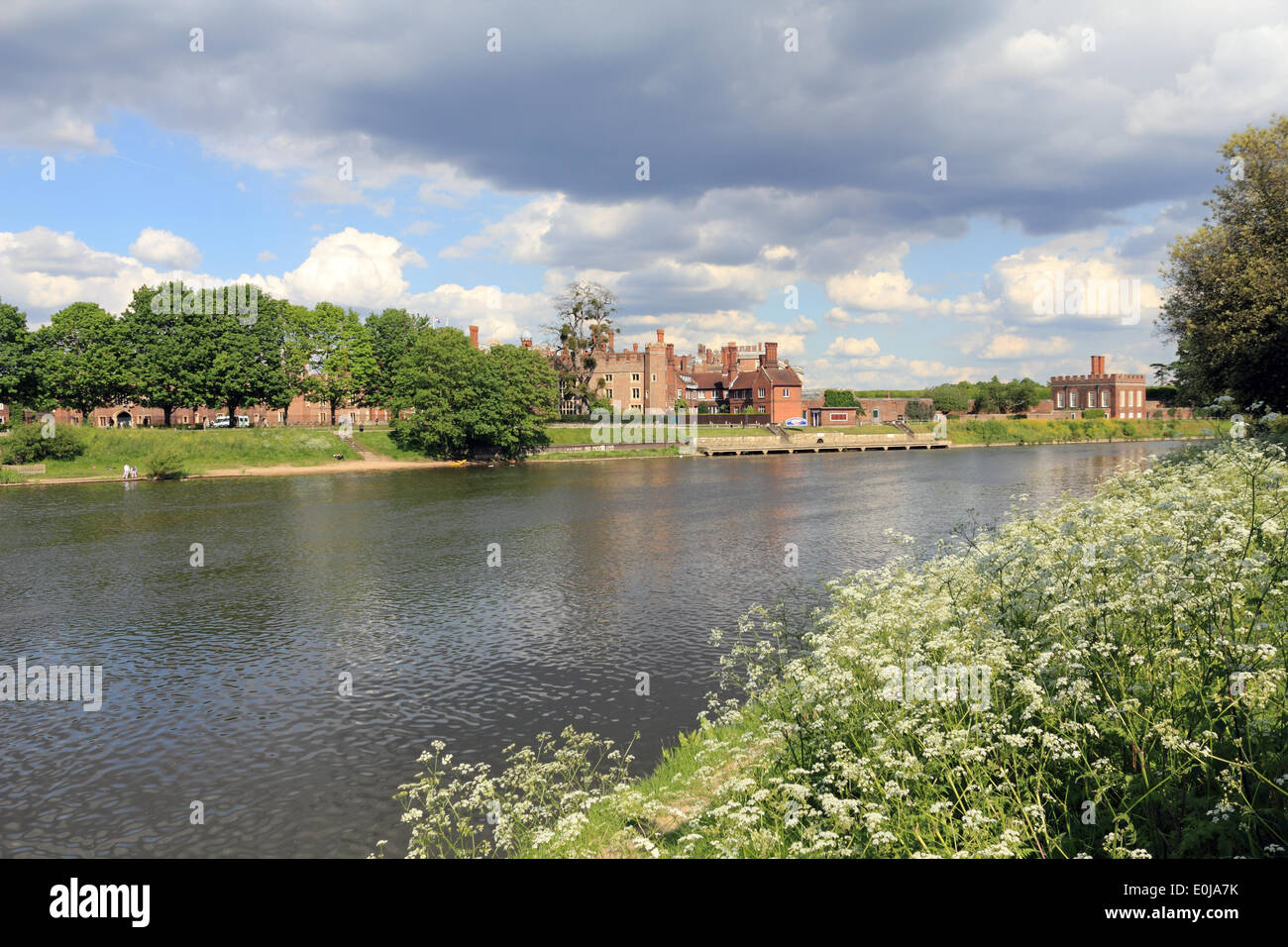 Hampton Court, Inghilterra, Regno Unito. 14 maggio 2014. È stata una giornata calda e soleggiata nella zona sud-ovest di Londra. Piuttosto fiori selvatici sono in crescita sulle rive del fiume Tamigi accanto a Hampton Court Palace, in una zona che è stata sotto diversi metri di acqua di inondazione all'inizio del 2014. Credito: Julia Gavin/Alamy Live News Foto Stock