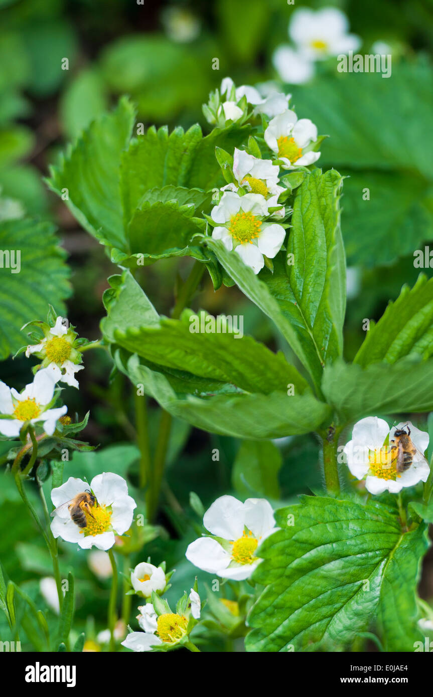 Fiori su piante di fragola Foto Stock
