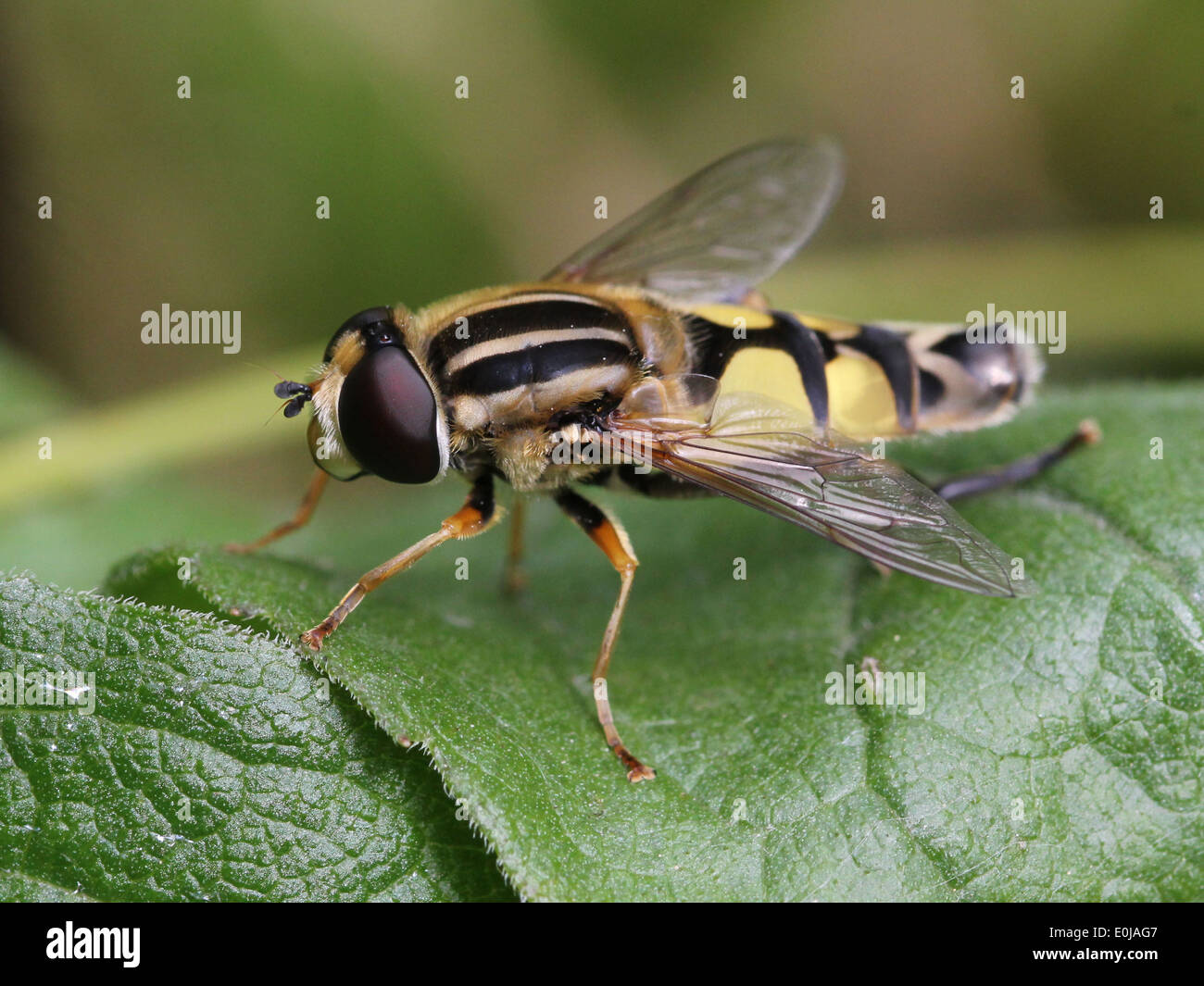 Close-up di un il Helophilus pendulus hoverfly (nome significa: 'dangling sun amante') Foto Stock