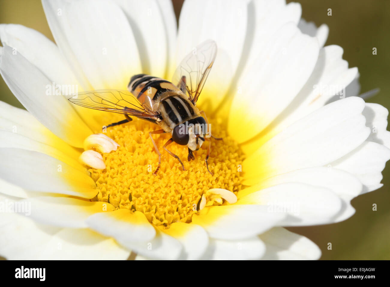 Close-up di un Europeo hoverfly (Helophilus pendulus) alimentazione su un fiore Foto Stock