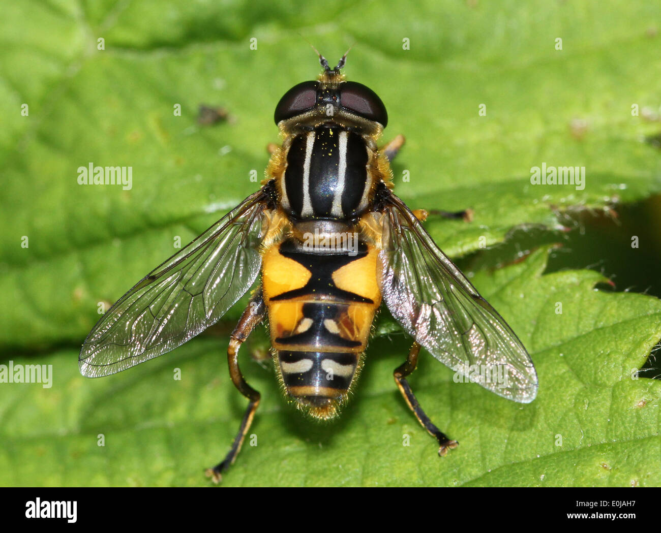 Close-up di un Europeo hoverfly (Helophilus pendulus) alimentazione su un fiore Foto Stock