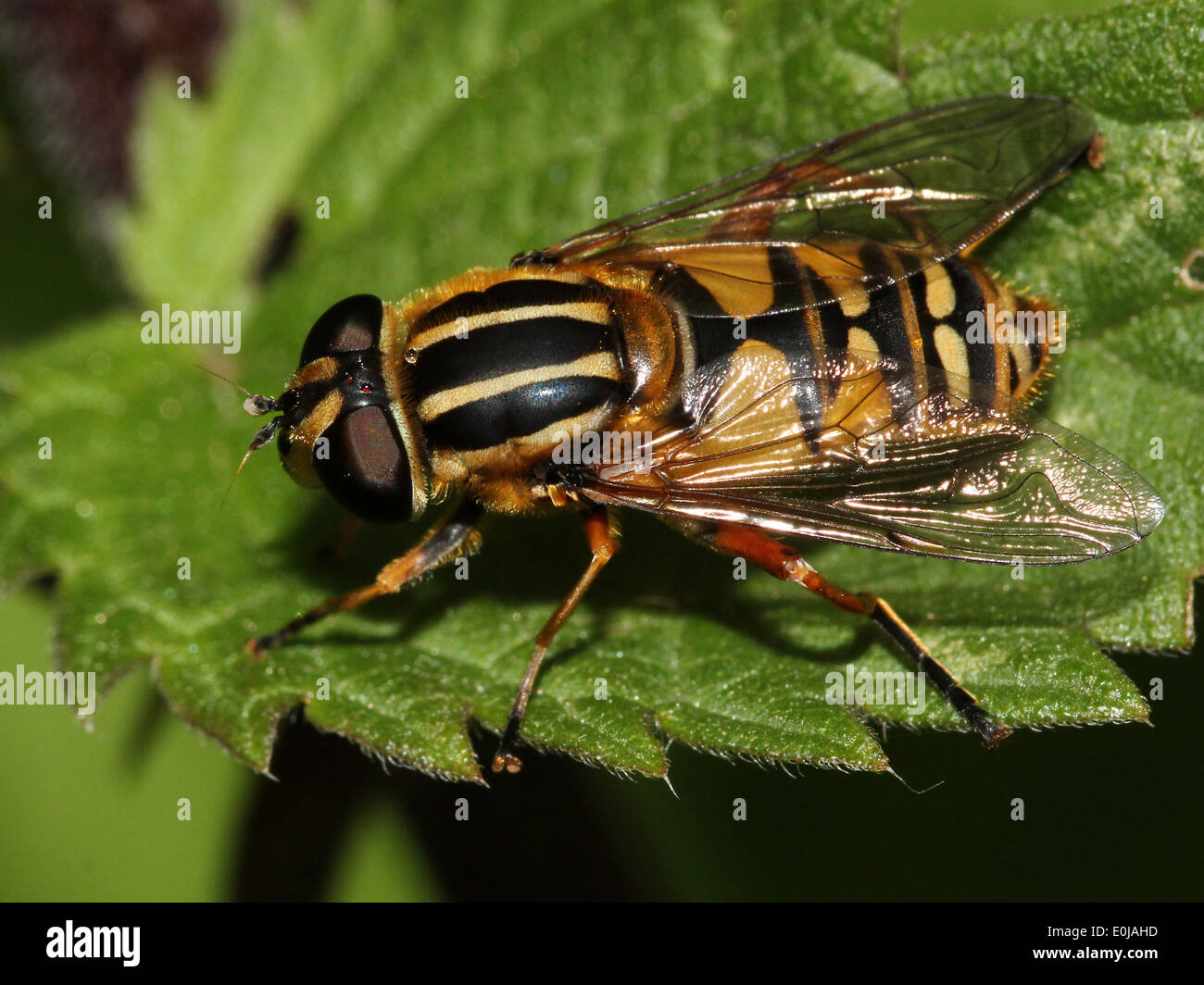 Close-up di un Europeo hoverfly (Helophilus pendulus) Foto Stock
