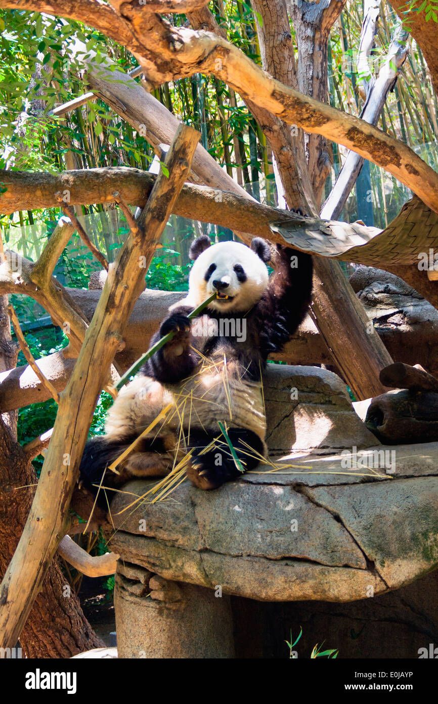 Panda gigante di mangiare il bambù in San Diego Zoo, Balboa Park, San Diego, California, U.S.A. Foto Stock