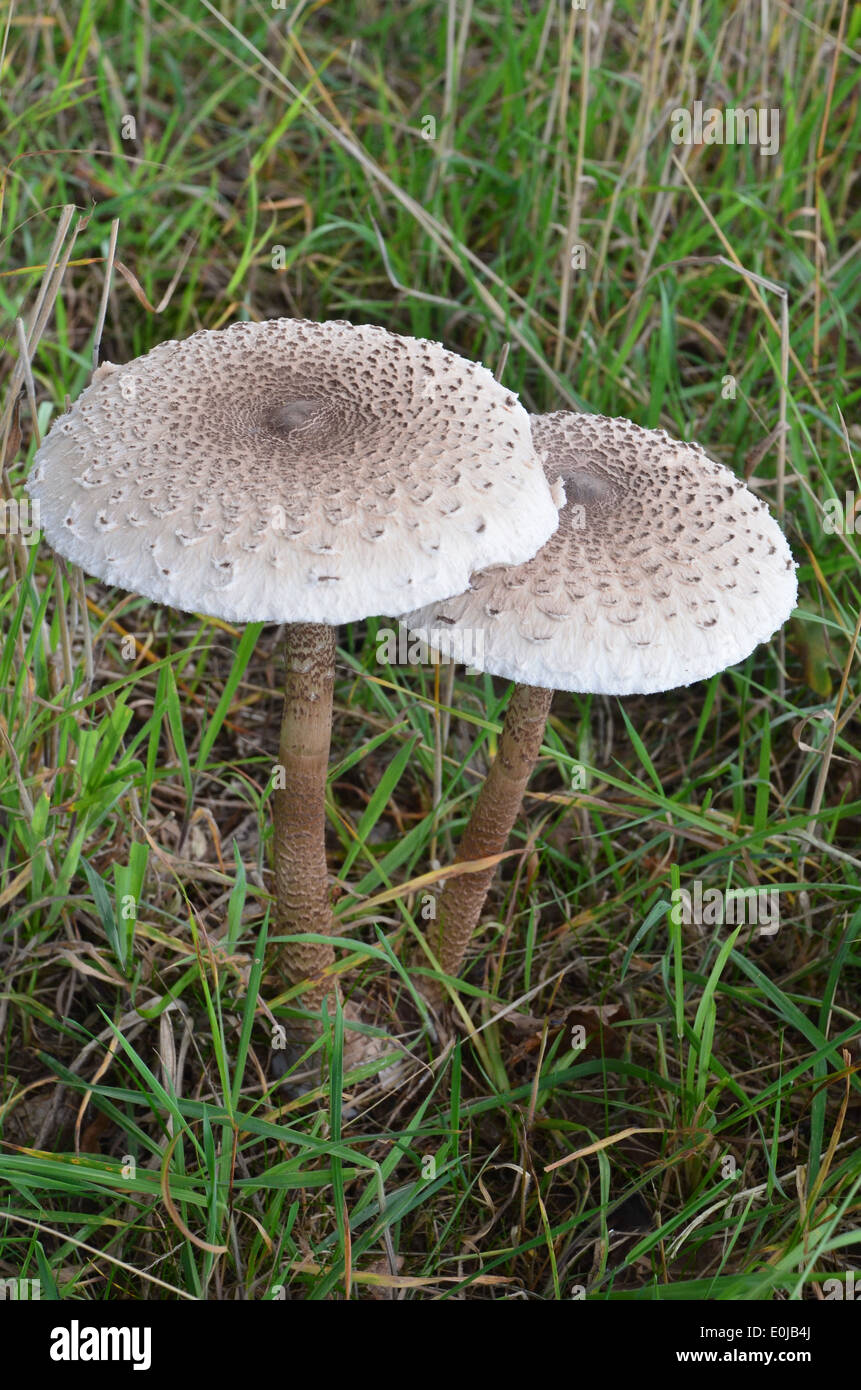 2 Ombrellone di funghi in un prato Foto Stock