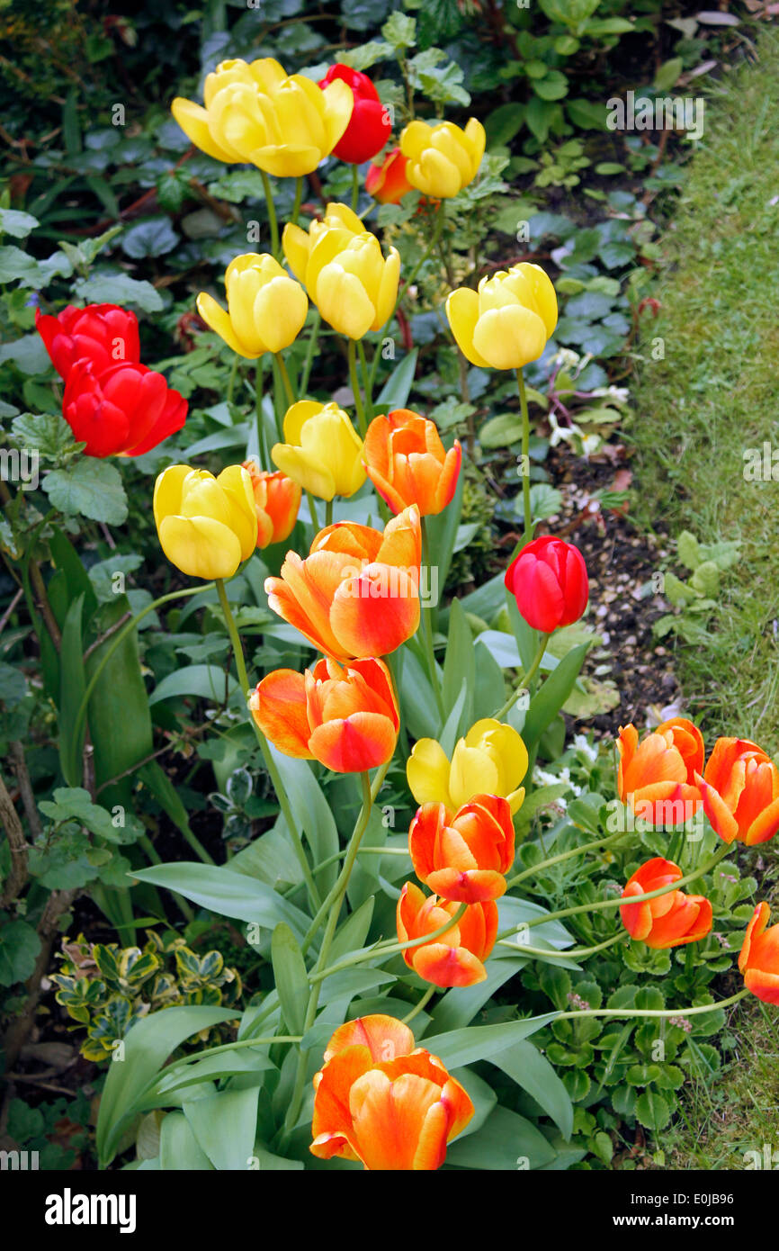 Tulipani misti Tulipa Foto Stock